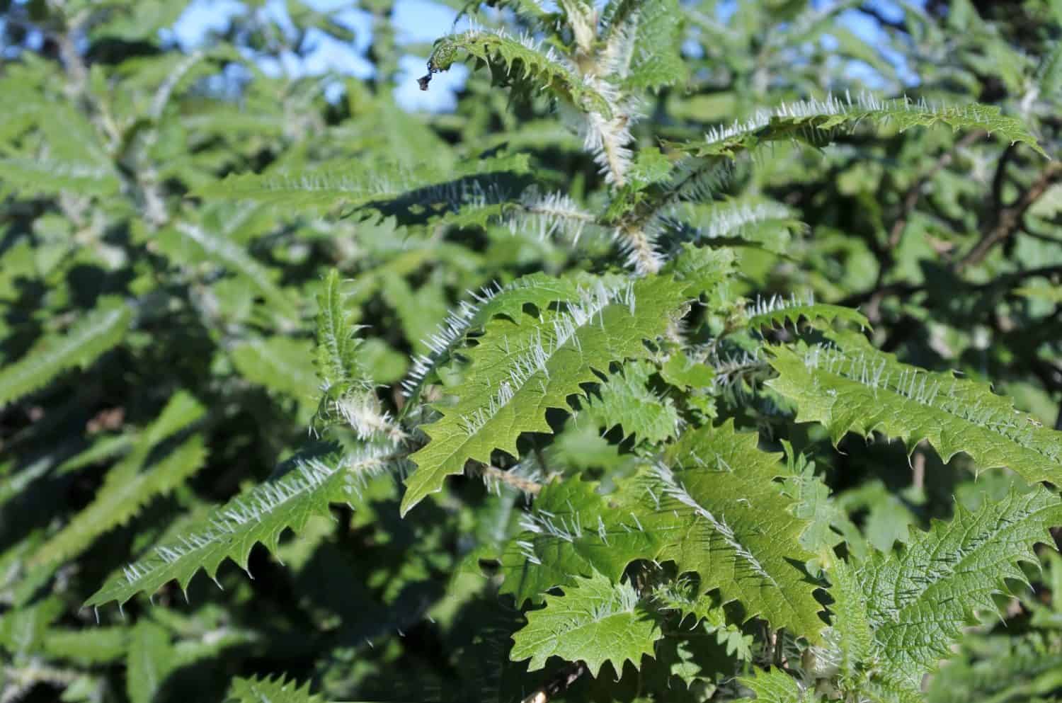 Urtica ferox tree nattle plant endemic to New Zealand. The Ongaonga is the main food plant for larvae of the New Zealand red admiral , kahukura, Vanessa gonerilla butterfly. no people. Copy space