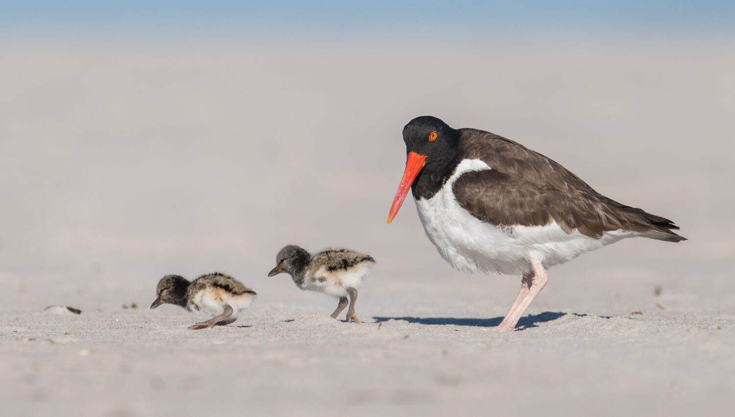 American Oystercatcher