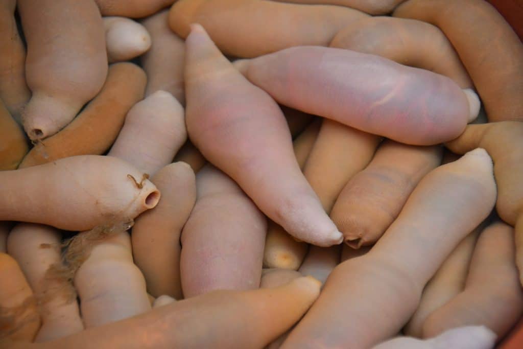 Spoonworm or penis fish in fish market South Korea