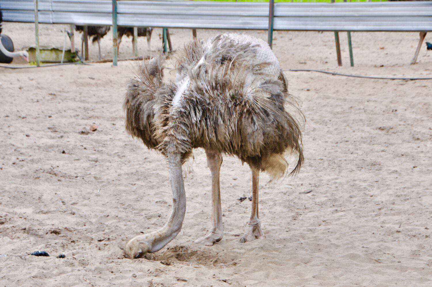 Ostrich with its head in the sand
