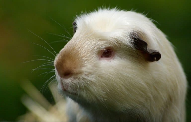 Guinea pig, Himalayan, satin crest, close up.