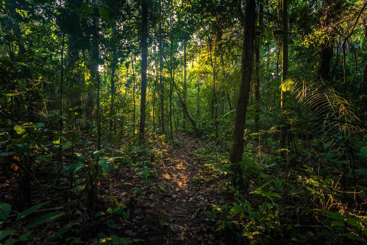 Landscape of the Amazon rainforest of Manu National Park, Peru