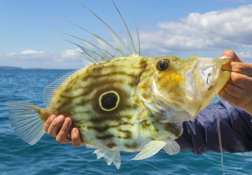 John Dory Fish