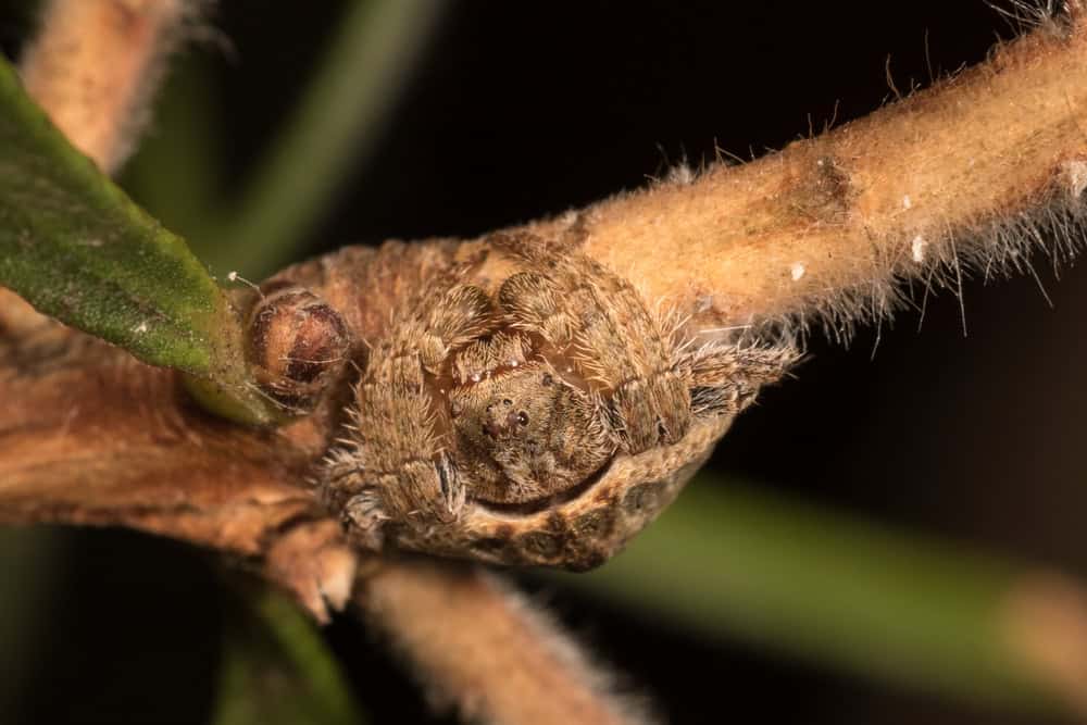 Wraparound spider on a twig