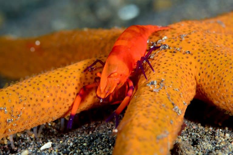 Amazing underwater world - Emperor shrimps (Zenopontonia rex) on a starfish. Diving, macro photography. Tulamben, Bali, Indonesia.