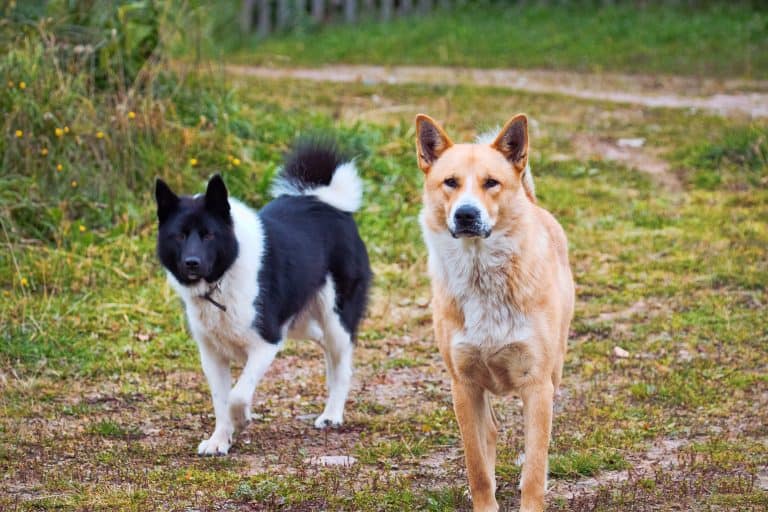 The gun dog Russian European Laika (behind) is close to Malamute and Husky. Hunting dog for universal hunting in boreal forists, color combinations of black and white. Hybrid Karelian laika ahead