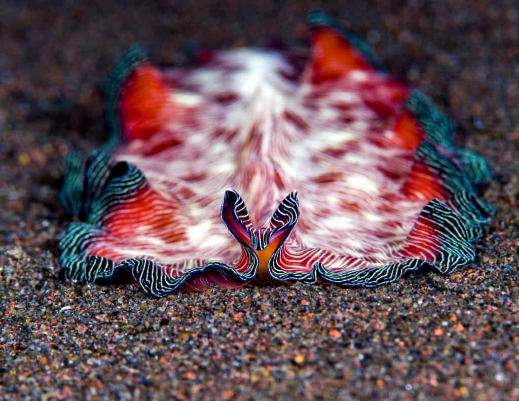 Marine flatworm - Pseudobiceros fulgor. Macro underwater world of Tulamben, Bali, Indonesia.