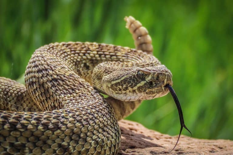 Prairie rattlesnake on a rock green background