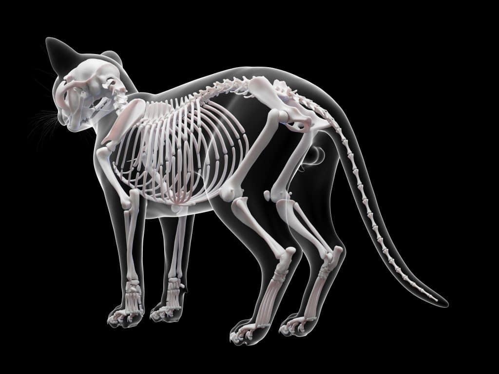 A 3D render displays the articulated skeleton of a cat in an x-ray style against a stark black backdrop.