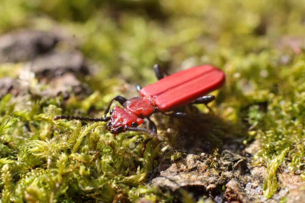 Cucujus cinnaberinus is a species of beetles in the family Cucujidae, the flat bark beetles. It is native to Europe, being most common in Central Europe and rare in much of Southern and Western Europe. This beetle lives under tree bark. It is associated with oaks, maples, and poplars.