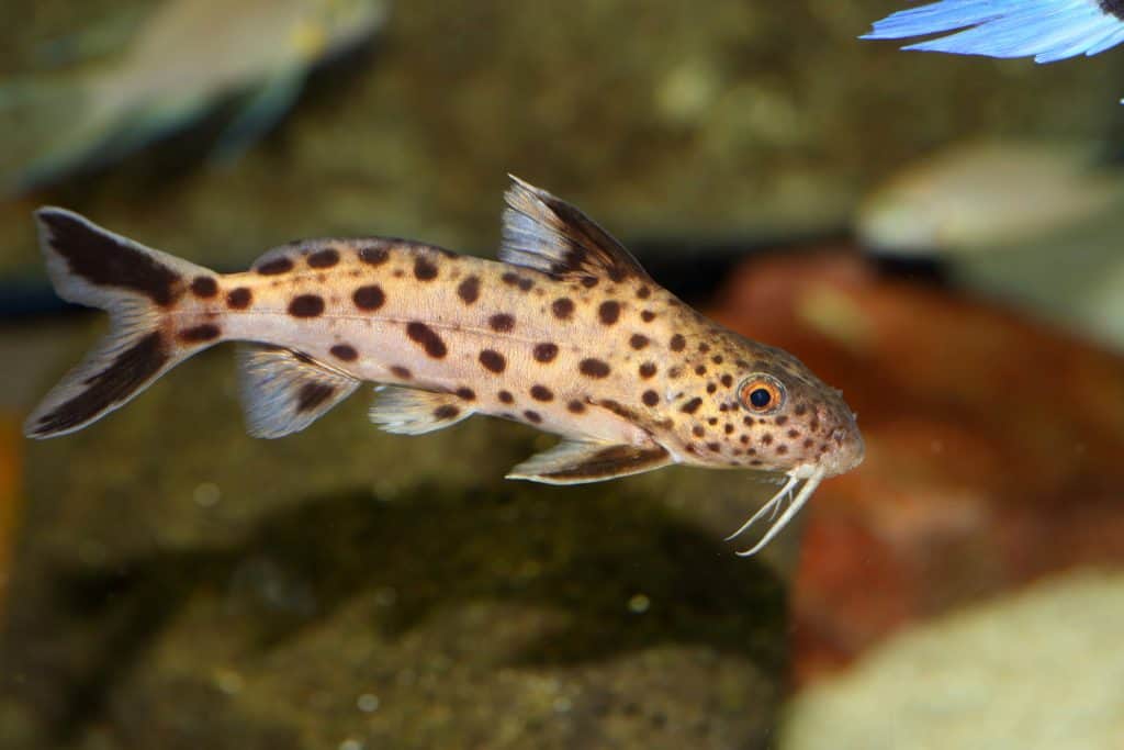 Cuckoo catfish (Synodontis multipunctatus) in Lake Tanganyika