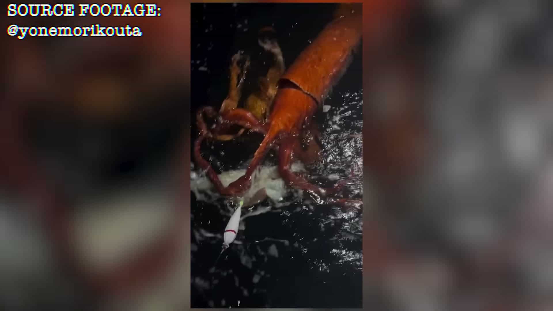 Giant squid at surface with lure, vivid and dramatic