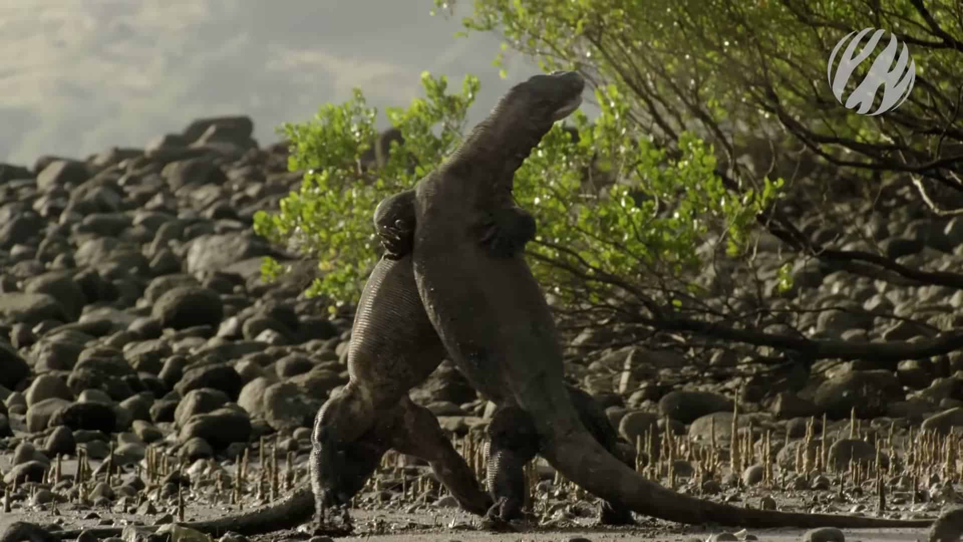 Dragon rearing upright, striking and dramatic pose