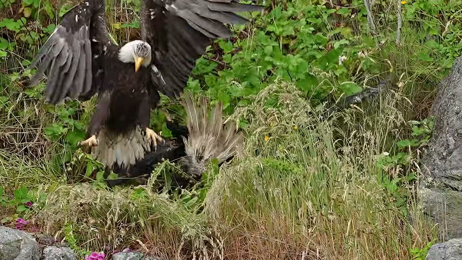 Adult landing on prey with talons, dynamic action