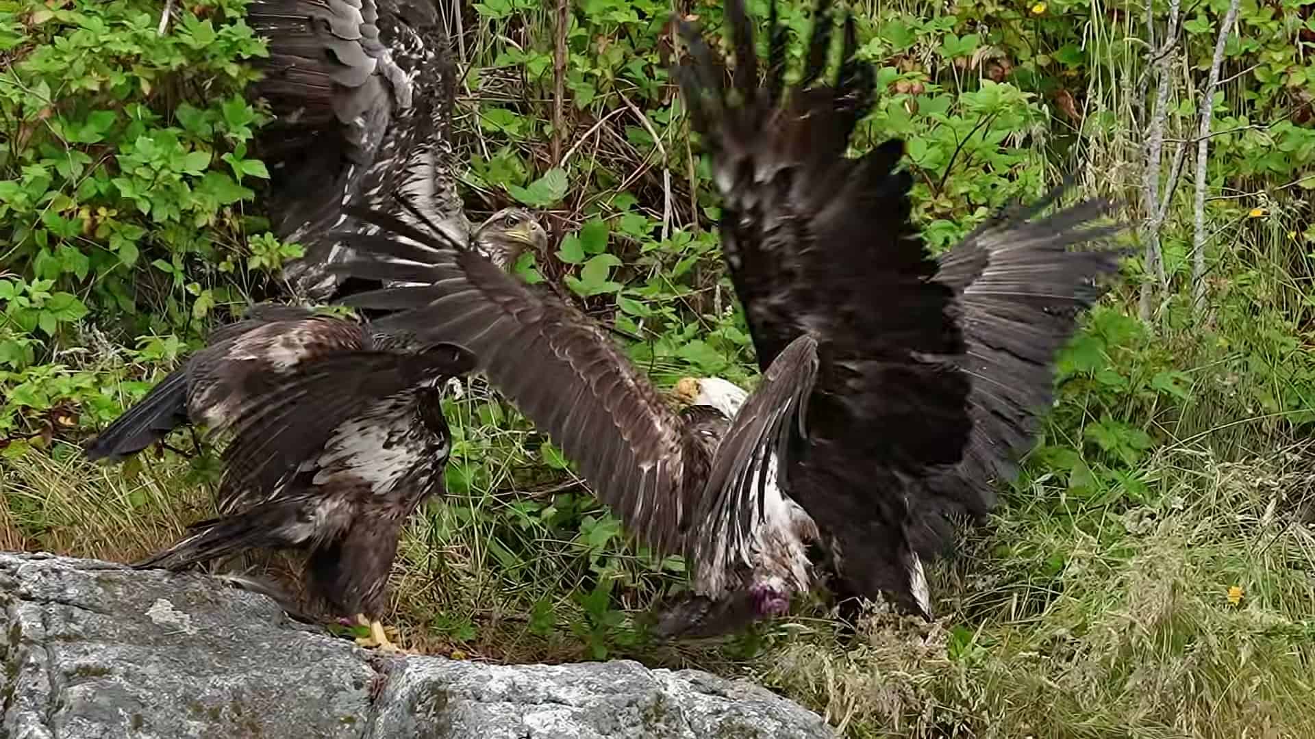 Juvenile defending prey from adult, wings clashing