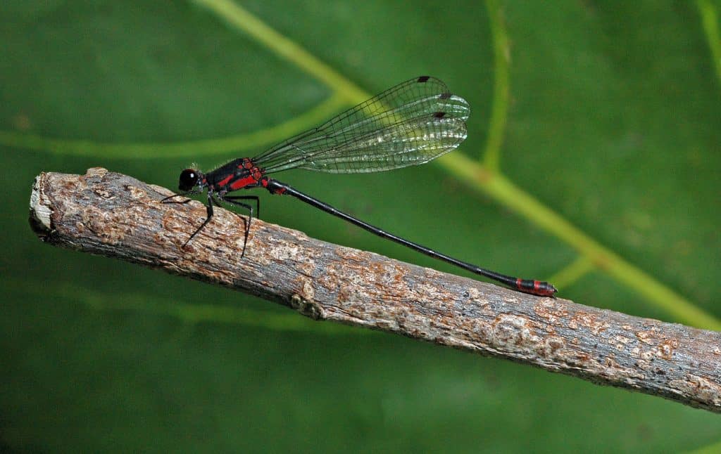 The Pacific Hawaiian Damselfly - Endangered Species; - Megalagrion pacificum