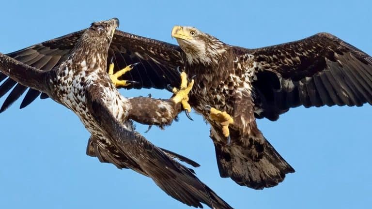 The Art of the Steal: Insane Eagle Brawl in Slow Motion