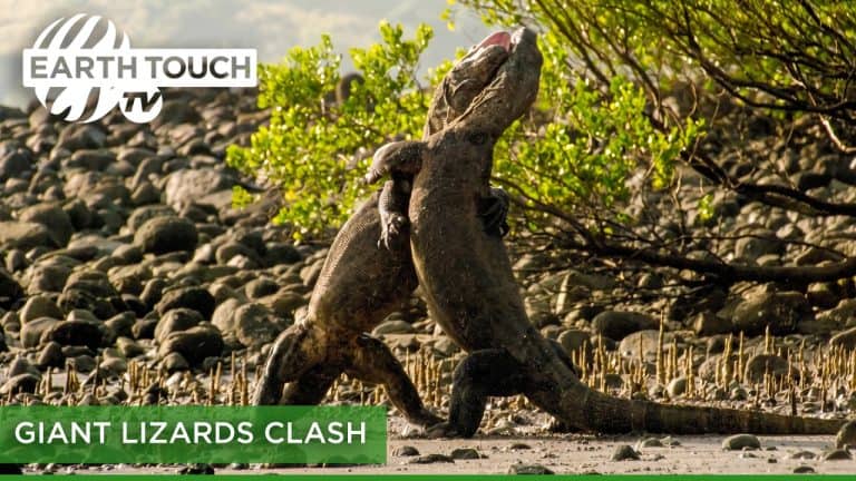 Komodo Dragon Battle: The Fight for Dominance