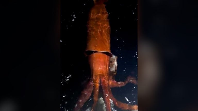 New Giant Squid Footage Filmed in Japan • Live Architeuthis dux Encounter