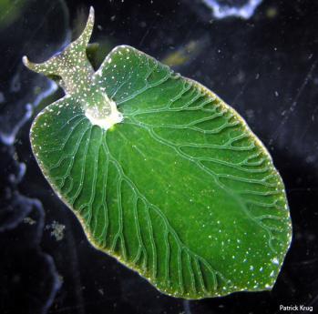 Elysia chlorotica