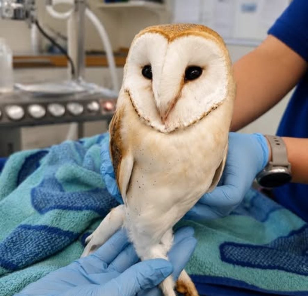 Little Reg at the RSPCA East Winch Wildlife Centre