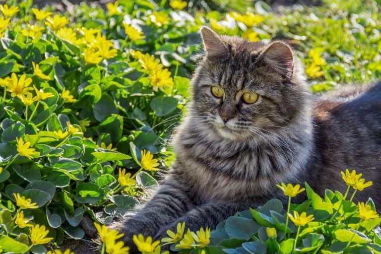 Neighborhood cats wrecking your flowerbeds? The answer is in your kitchen