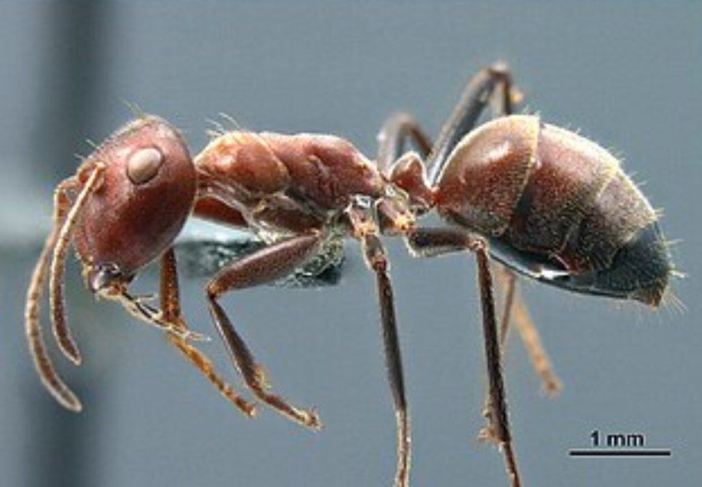 Bornean exploding ant