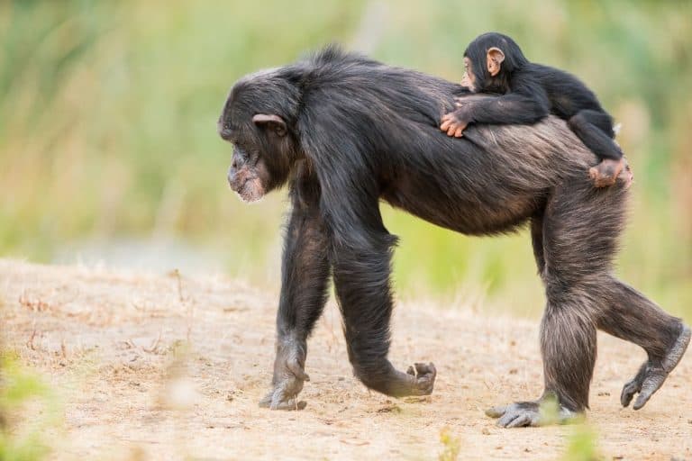 What these chimps copy from their human keepers will make you smile
