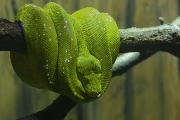 Did you know how many hours a day a snake is actually active out there?