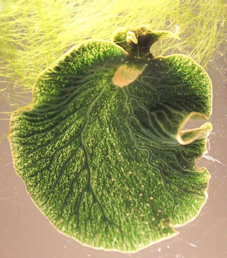 Anatomy of the sacoglossan mollusc Elysia chlorotica. Sea slug consuming its obligate algal food Vaucheria litorea. Small, punctate green circles are the plastids located within the extensive digestive diverticula of the animal.