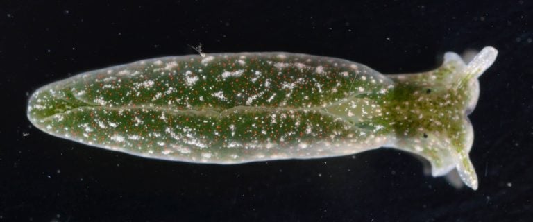 eastern emerald Elysia, Elysia chlorotica, 6mm. York River, mouth of Perrin River, Gloucester County, Virginia - 06/04/13. Photo by Natalia Agudelo, Smithsonian National Museum of Natural History