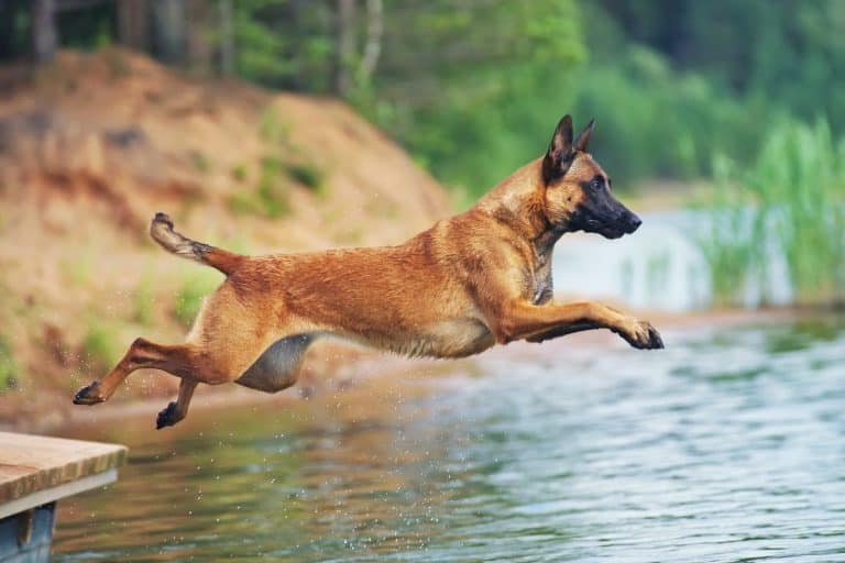 Which is the smartest dog in the world?