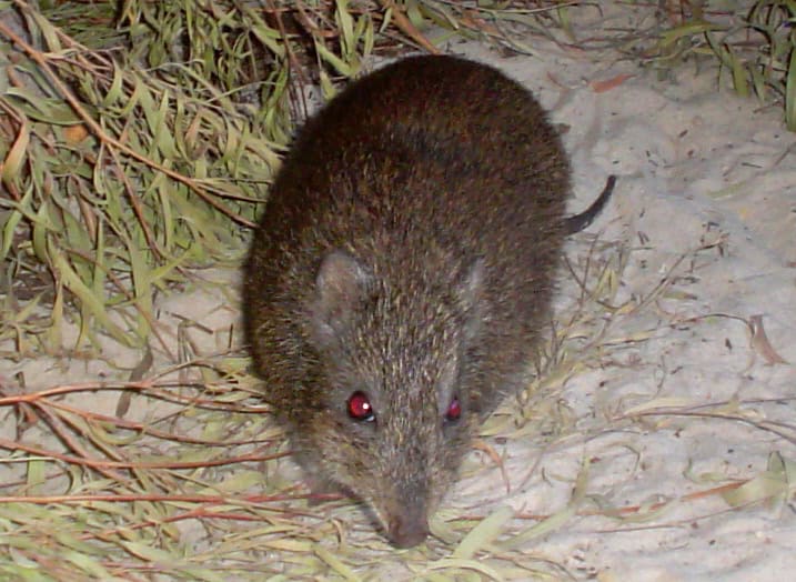 Gilbert's Potoroo
