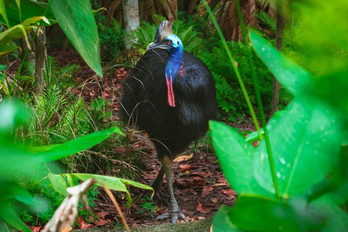 They call it the world’s most dangerous bird, and yet it does the gardening