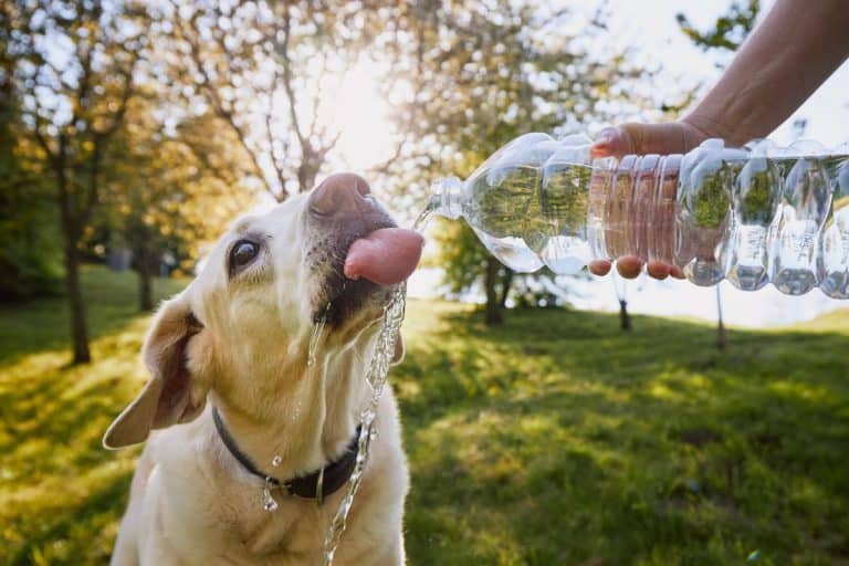 The water you give your dog during a heatwave may be causing a problem
