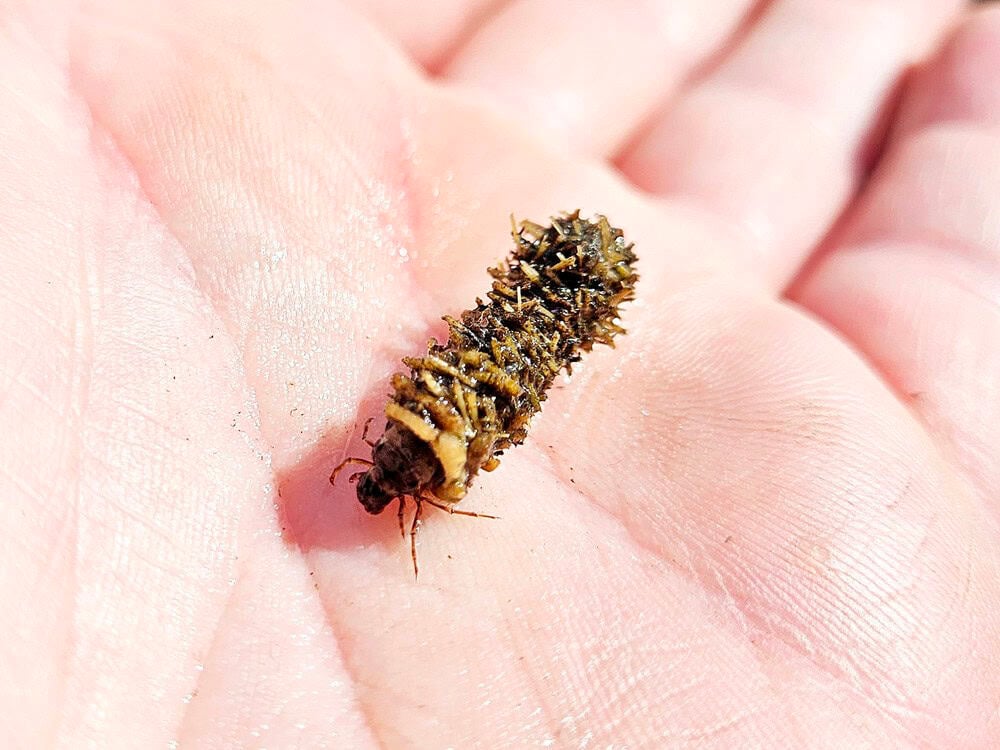 Limnephilus spec. (Limnephilidae) - (larva - nymph), Arnhem - Rijkerswoerdse Plassen, the Netherlands