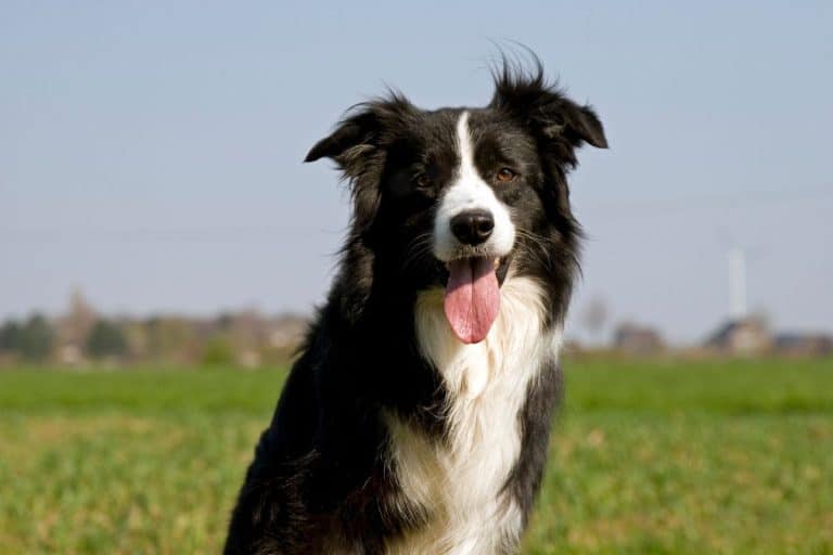 Did you know how many words a dog can genuinely memorize in its lifetime?
