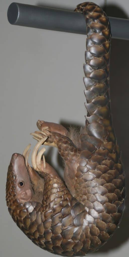 Manis (Manis) pentadactyla aurita Hodgson, 1836