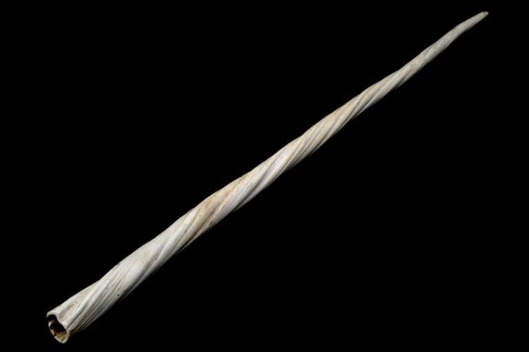 Narwhal tusk, 1701-1930
