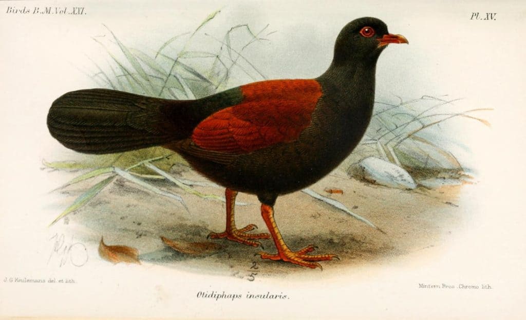 Black-naped pheasant-pigeon