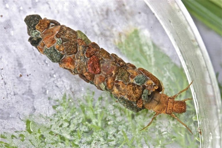 This is a photograph of a live caddisfly larva in the genus Pycnopsyche