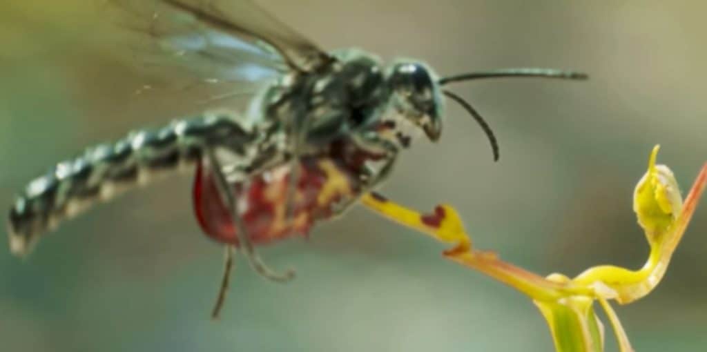 Thynnid wasp on hammer orchid