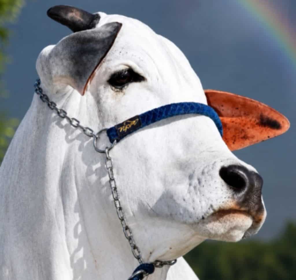 Carina, the $4 million cow