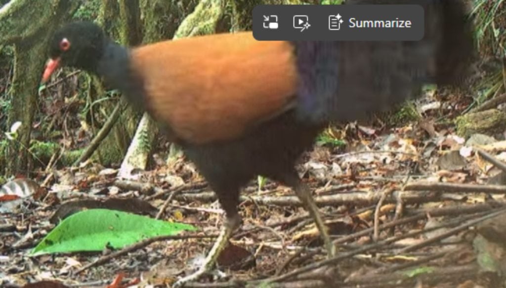The black-naped pheasant-pigeon rediscovered in 2022