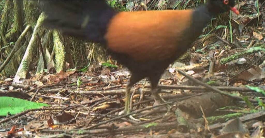 The black-naped pheasant-pigeon rediscovered in 2022