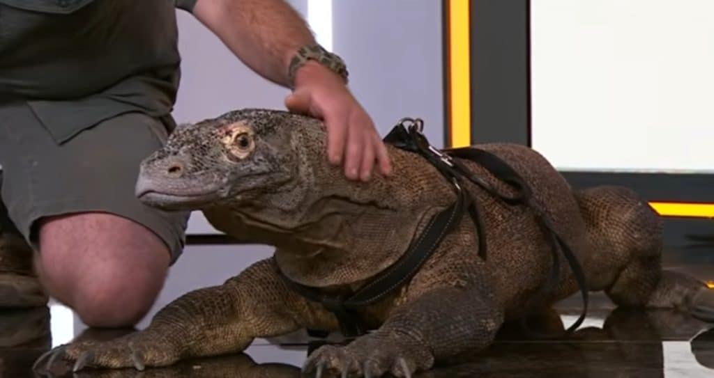 Kraken the Komodo dragon