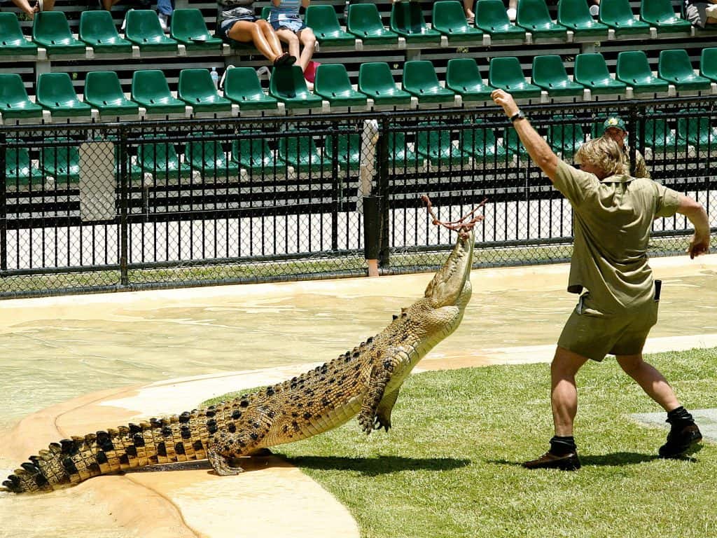 Steve Irwin (right) feeding Casper, a salt water crocodile at Australia Zoo.