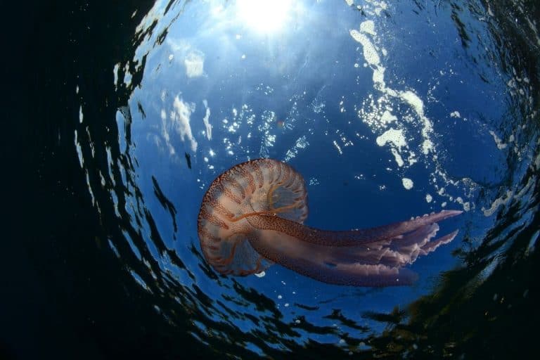 Did you know what to do in the seconds right after a jellyfish sting?