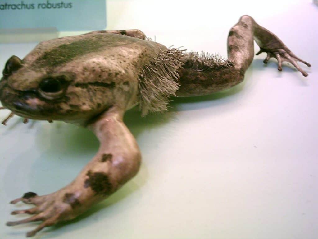 Hairy frog