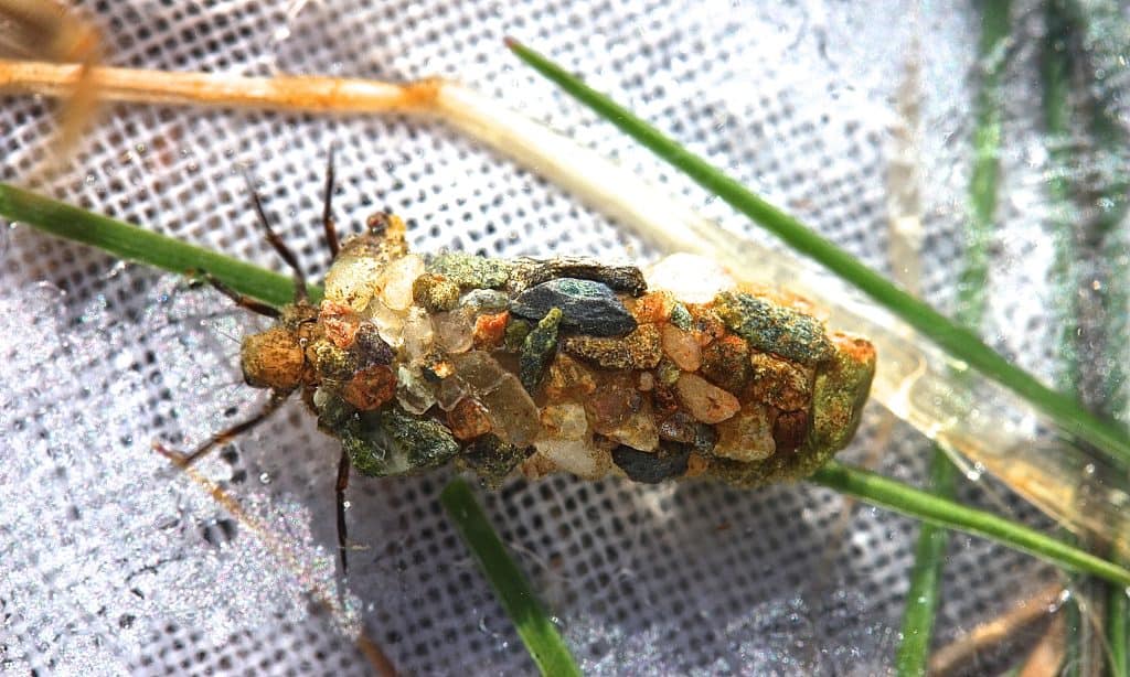 Uenoid caddisfly larva, Neophylax consimilis